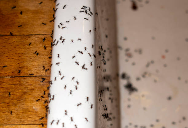 Best Termite Control Services  in Mcnair, VA